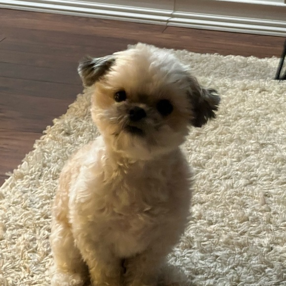 Meet your Posher, Ruby. - Picture 2 of 2